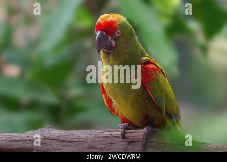 Red-fronted Macaw parrot (Ara rubrogenys) Stock Photo