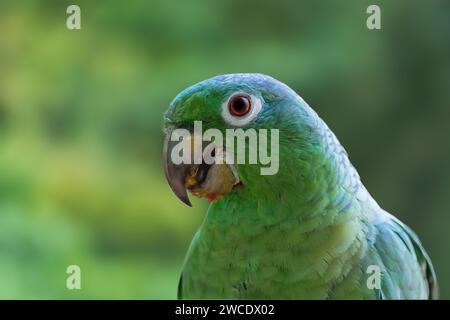 Southern Mealy Amazon Parrot (Amazona farinosa) Stock Photo