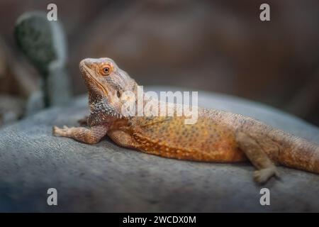 Central Bearded Dragon Lizard (Pogona vitticeps) Stock Photo