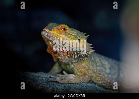 Central Bearded Dragon Lizard (Pogona vitticeps) Stock Photo