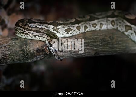 Dumeril's Boa Snake (Acrantophis dumerili) Stock Photo