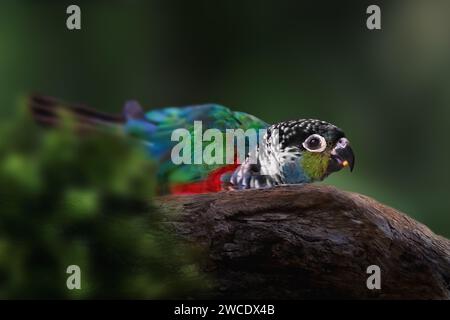 Crimson-bellied Parakeet bird (Pyrrhura perlata) Stock Photo