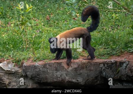 Reddish-brown Bearded Saki monkey (Chiropotes sagulatus) Stock Photo