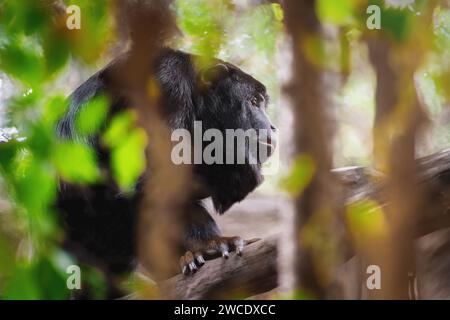 Red-handed Howler monkey (Alouatta belzebul) Stock Photo
