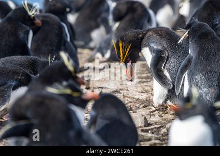 Macaroni penguin at breeding colony on Bleaker Island, Falkland Islands Stock Photo