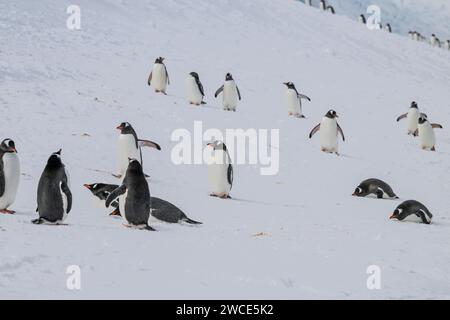 Gentoo penguins arriving at breeding grounds, Neko Harbor, Antarctica, walking in snow and ice to find nesting spot, on shore after leaving the water Stock Photo