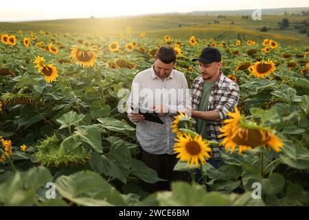 Smart farming. Two farmers using digital tablet for examine and check sunflowers in field. Agronomist team, analyse results of quality organic harvest Stock Photo