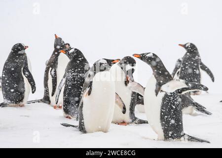 Gentoo penguins at breeding grounds, Cuverville Island, Antarctica
