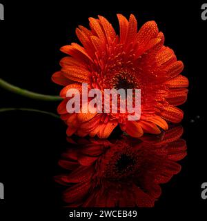 Orange Gerbera Stock Photo