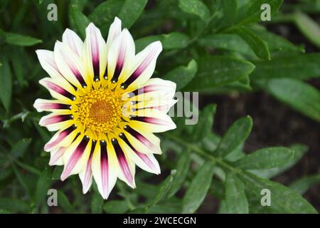 Gazania flower in summer garden, top view Stock Photo