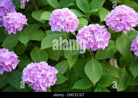 Hydrangea flower blooming in the garden Stock Photo