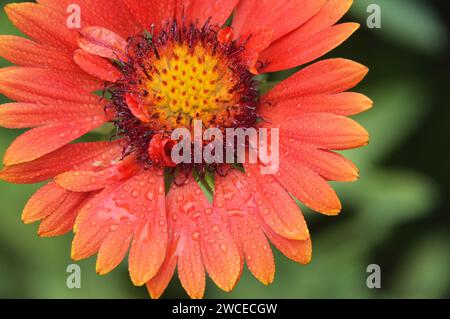 Red blanket flower (Gaillardia burgundy), macro image Stock Photo