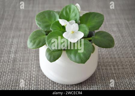 Saintpaulia (African violet) in flower pot Stock Photo