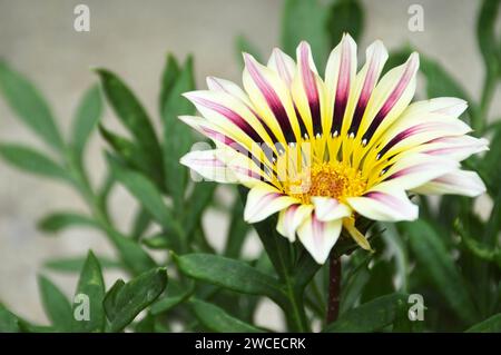 Gazania flower in summer garden (Treasure flower, African daisy) Stock Photo