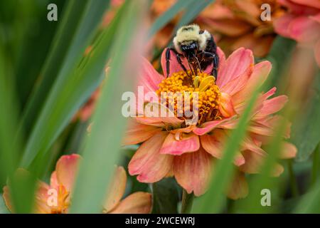 Bumble bee on a colorful flower at the Atlanta Botanical Garden in Midtown Atlanta, Georgia. (USA) Stock Photo