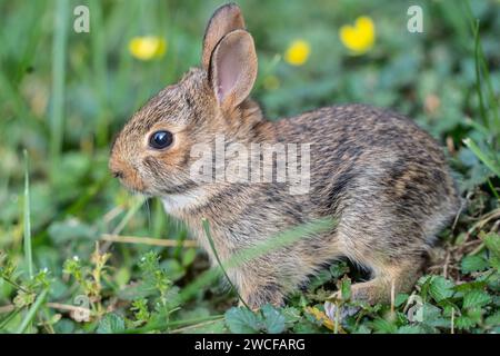 Close-up of cute Eastern Cottontail baby bunny (Sylvilagus floridanus) as he peaks out of nest Stock Photo