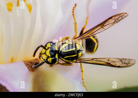 Macro shot of Yellow Jacket Wasp Stock Photo