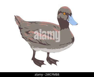 Art Deco or WPA poster of a blue billed duck or Oxyura australis viewed from side on isolated white background done in works project administration st Stock Photo