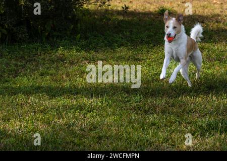 Dog running with ball in mouth Stock Photo