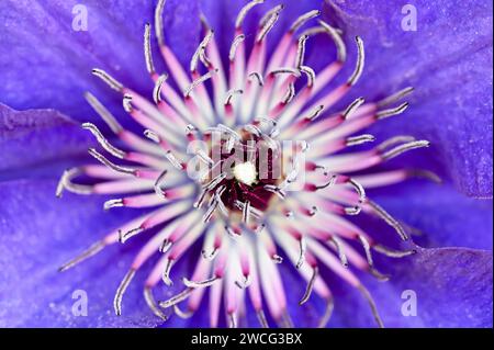 Abstract view of the center of a blue clematis flower Stock Photo