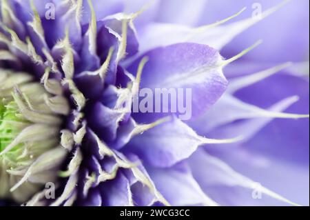 Abstract view of a double-flower blue clematis Stock Photo
