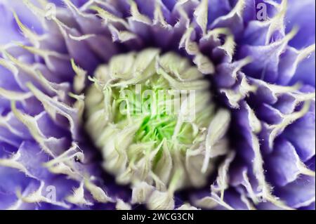 Abstract view of the center of a double-flower blue clematis Stock Photo