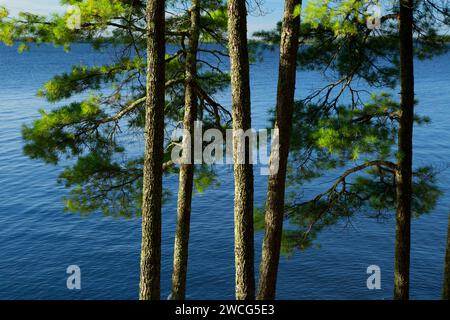 Pine on Kabetogama Lake, Woodenfrog State Forest Campground, Kabetogama State Forest, Voyageurs National Park, Minnesota Stock Photo