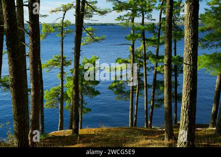 Pine on Kabetogama Lake, Woodenfrog State Forest Campground, Kabetogama State Forest, Voyageurs National Park, Minnesota Stock Photo