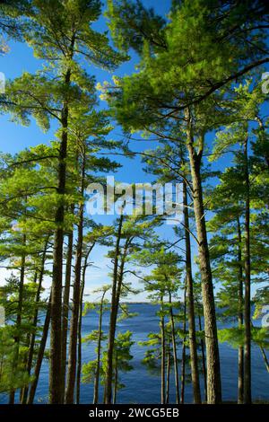 Pine on Kabetogama Lake, Woodenfrog State Forest Campground, Kabetogama State Forest, Voyageurs National Park, Minnesota Stock Photo