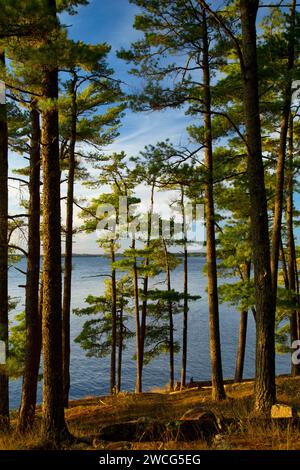 Pine on Kabetogama Lake, Woodenfrog State Forest Campground, Kabetogama State Forest, Voyageurs National Park, Minnesota Stock Photo