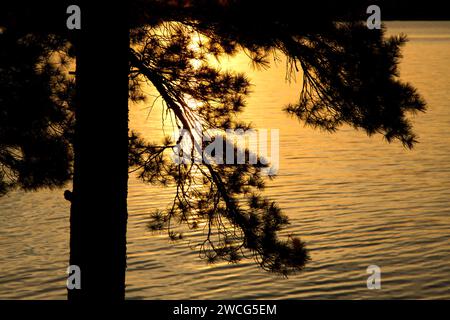 Pine sunset on Kabetogama Lake, Woodenfrog State Forest Campground, Kabetogama State Forest, Voyageurs National Park, Minnesota Stock Photo