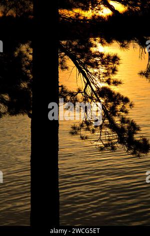 Pine sunset on Kabetogama Lake, Woodenfrog State Forest Campground, Kabetogama State Forest, Voyageurs National Park, Minnesota Stock Photo