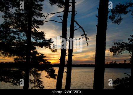 Pine sunset on Kabetogama Lake, Woodenfrog State Forest Campground, Kabetogama State Forest, Voyageurs National Park, Minnesota Stock Photo