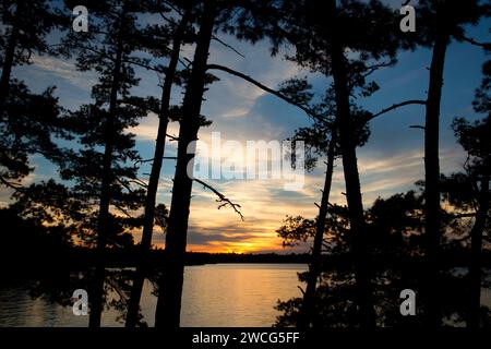 Pine sunset on Kabetogama Lake, Woodenfrog State Forest Campground, Kabetogama State Forest, Voyageurs National Park, Minnesota Stock Photo