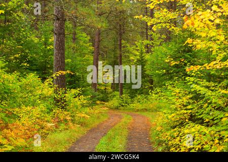 Forest road, Brule River State Forest, Wisconsin Stock Photo