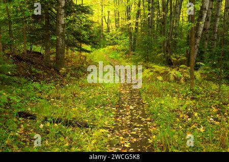 Forest trail, Brule River State Forest, Wisconsin Stock Photo