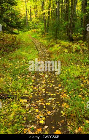 Forest trail, Brule River State Forest, Wisconsin Stock Photo