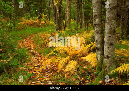 Forest trail, Brule River State Forest, Wisconsin Stock Photo