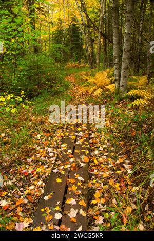 Forest trail, Brule River State Forest, Wisconsin Stock Photo