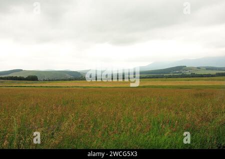 Endless hilly steppe with tall grass at the foot of a mountain range under a bright and cloudy summer sky. Khakassia, Siberia, Russia. Stock Photo