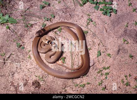 Pseudonaja is a genus of highly venomous elapid snakes native to Australia seen here are two Eastern Brown snakes, one immature. Stock Photo