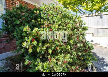 Callistemon Viminalis Little John Stock Photo