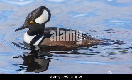 Hooded Merganser male adult swimming at Stow Lake, San Francisco. Stock Photo