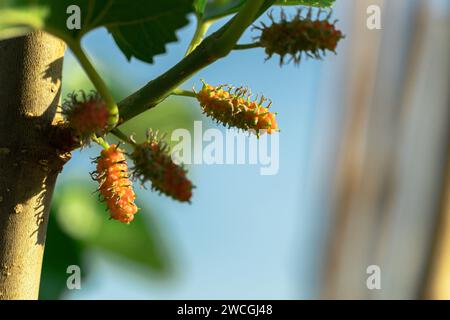 Mulberry fruit and tree. Black ripe and red unripe mulberries tree on the branch. Fresh and Healthy mulberry fruit. Stock Photo