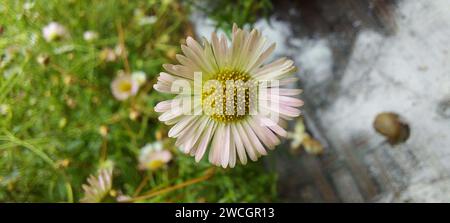 A closeup shot of a Spanish daisy in a garden, Erigeron karvinskianus Stock Photo