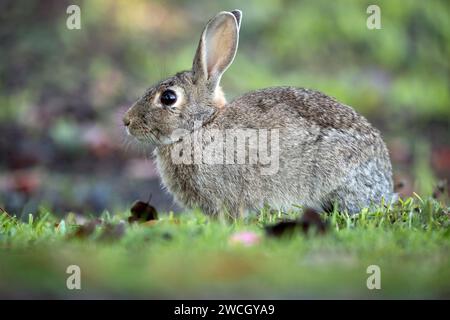 common rabbit eating grass in autumn in an oak forest with the first ...