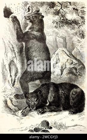 Old engraved illustration of a couple of Asian Black Bear. Created by Zimmermann, published on Brehm, Les Mammifers, Baillière et fils, Paris, 1878 Stock Photo