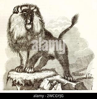 Old illustration of Barbary lion on a rock. By unknown author, published on Brehm, Les Mammifers, Baillière et fils, Paris, 1878 Stock Photo