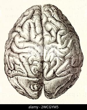 Old engraved illustration of human brain from seen from above. By unknown author, published on Brehm, Les Mammifers, Baillière et fils, Paris, 1878 Stock Photo