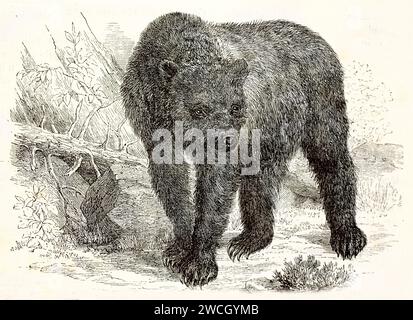 brown-bear-ursus-arctos-